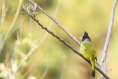 Crested-Finchbill