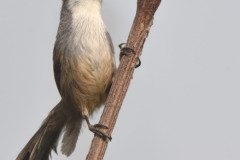 chestnut-capped-babbler