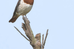 red-throated-thrush