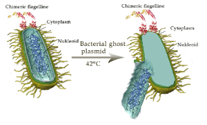 bacterialGhost-inArticle