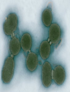 syntheticGenomes-inArticle