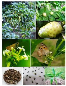 noni