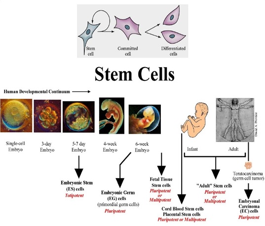 stem1